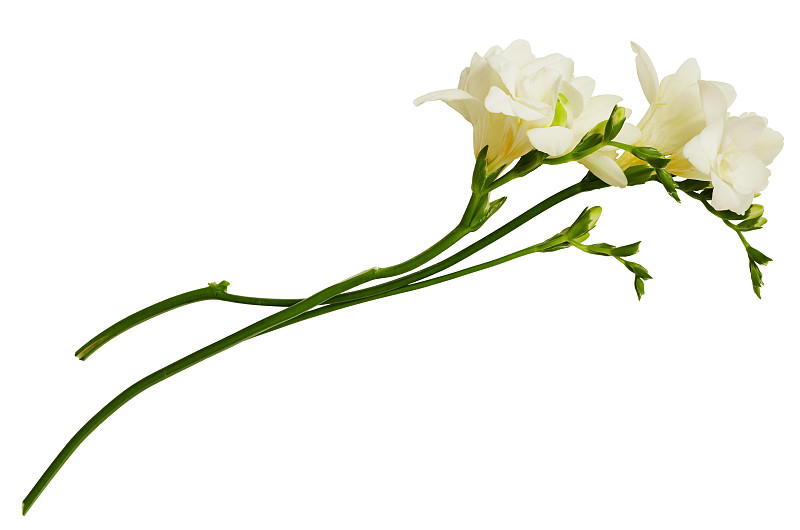 小苍兰,白色,美,水平画幅,特写,两个物体,花束,花蕾,植物,清新
