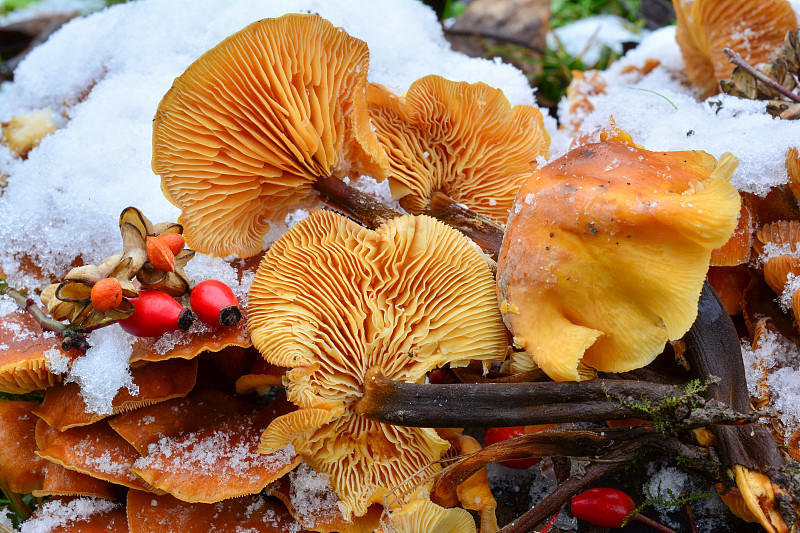 雪,蘑菇,褐色,水平画幅,无人,湿,生食,组物体,户外,金针菇