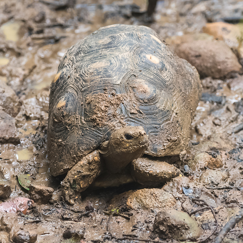 红足龟,南美,水,古老的,缓慢的,动物身体部位,人的眼睛,雨,热带气候,瓜德罗普岛