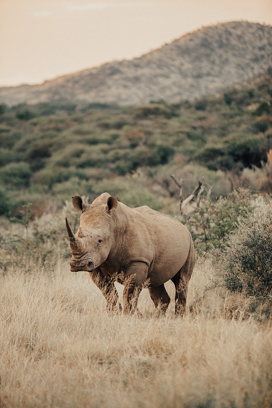白犀牛,南非,垂直画幅,野生动物,无人,犀牛,野外动物,灌木丛,草