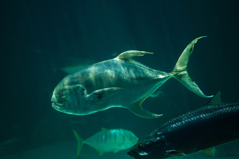 大眼鲹,水,水平画幅,水下,野外动物,热带气候,水族馆,杰克鱼,鲈形目,鱼类