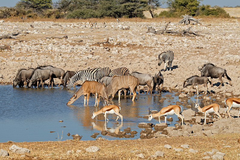 埃托沙国家公园,野生动物,非洲,角羚,非洲大羚,水洞湖,跳羚,布契尔斑马,羚羊,斑马