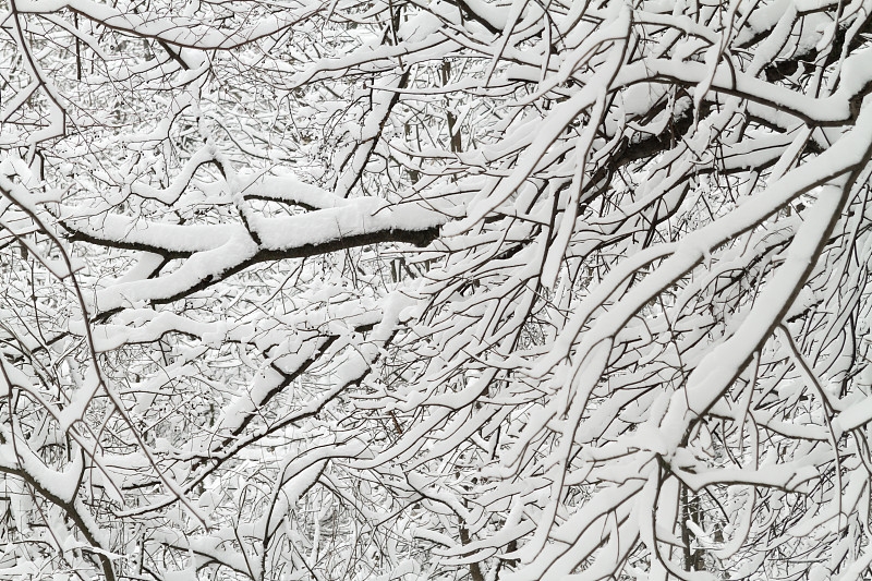 雪,冬天,地形,枝,公园,森林,自然美,有包装的,树,下雪