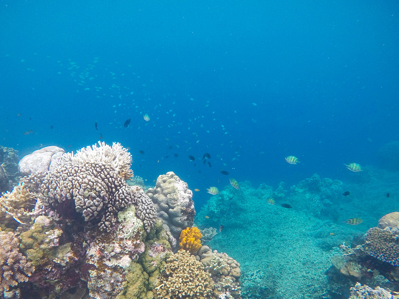 礁石,蓝色,海洋,珊瑚,白色,鸡尾酒,在底端,水,美,水平画幅