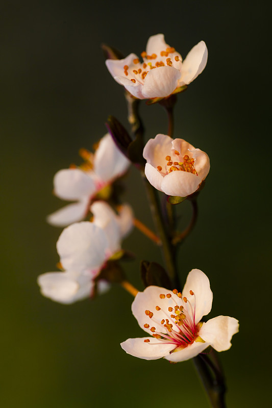 梅花,特写,李树,开花时间间隔,桃花,桃树,李子,花粉,仅一朵花,柔和