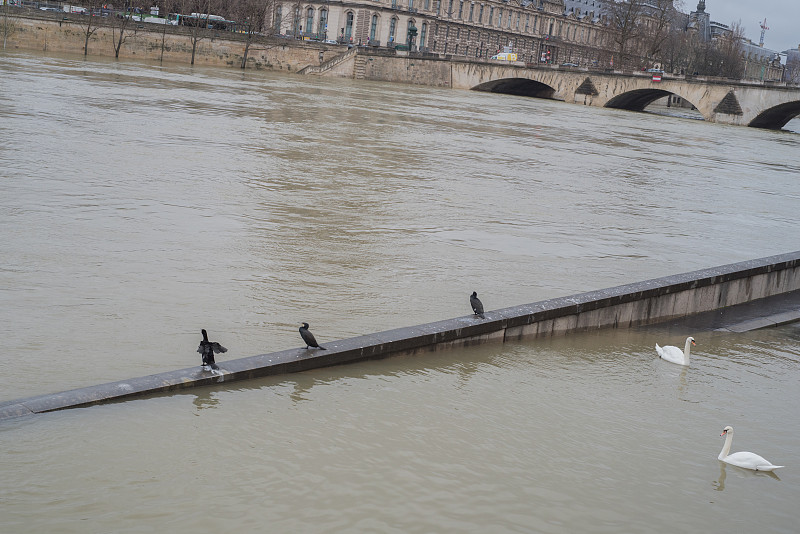 水灾,天鹅,鸬鹚,巴黎,水平画幅,无人,鸟类,暴雨,水下,湿