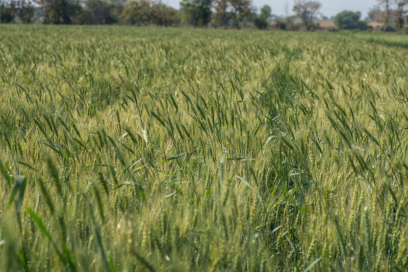 绿色,小麦,田地,豆芽,人的耳朵,夏天,干的,草,面包,农作物