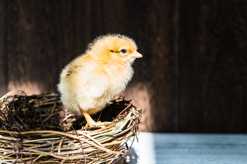 鸡,小的,黄色,鸟的孵化,孵卵所,早产儿保育器,小鸟,小鸡,母鸡,喙