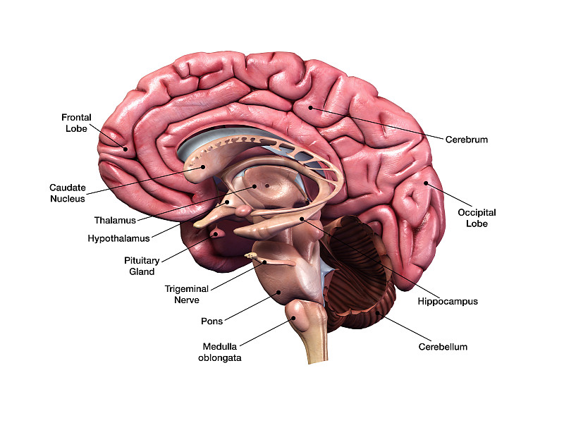 横截面,矢状缝,人脑,小脑,脑部,神经系统,美国,脑桥,水平画幅,无人