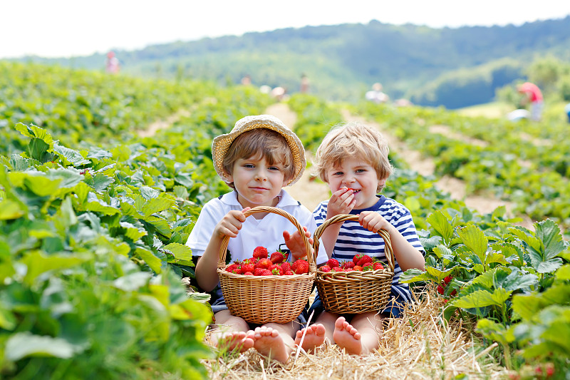 夏天,草莓,小的,两个人,兄弟姐妹,男孩,农场,男性,农作物,兄弟