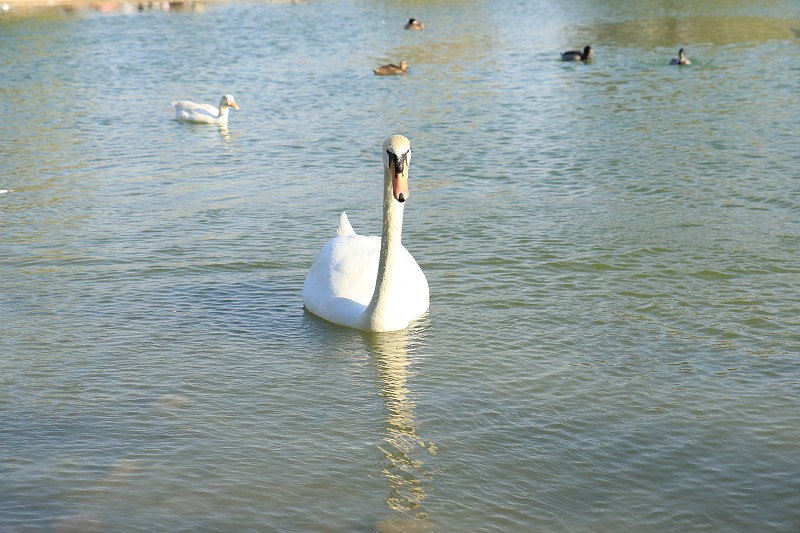 湖,鸭子,白色,天鹅,自然美,美,颈,水平画幅,无人,鸟类