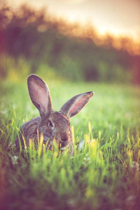 可爱的,兔子,户外,巨大的,动物耳朵,垂直画幅,留白,小兔子,草坪,野外动物