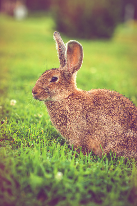 户外,可爱的,兔子,动物耳朵,巨大的,垂直画幅,留白,小兔子,公园,复活节
