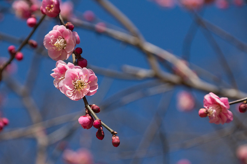 春天,梅花,自然美,早晨,自然,美,留白,水平画幅,无人,日本