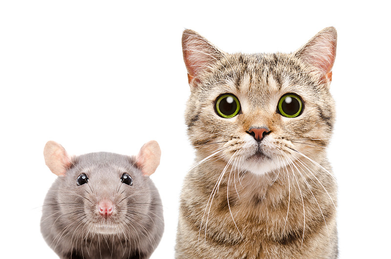 老鼠,苏格兰,猫,直的,注视镜头,美,褐色,水平画幅,无人,两只动物
