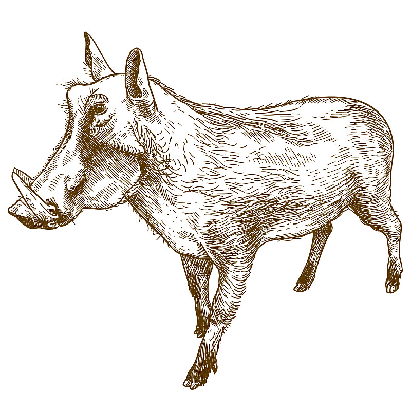 绘画插图,疣猪,雕刻图像,鹭管鱼,古董,家猪,动物学,墨水,古典式,蚀刻版画