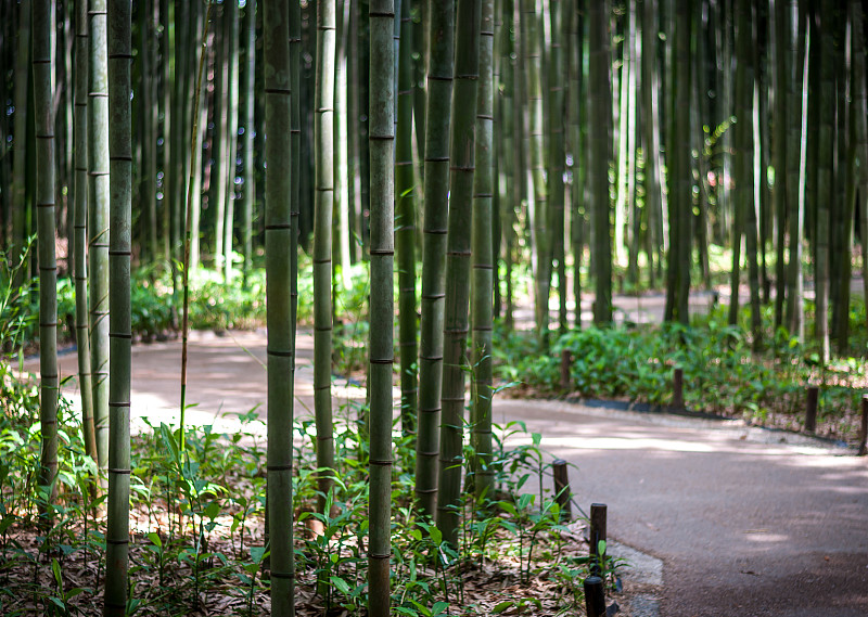 岚山,竹林,竹,黄包车,泳道,在之间,笋,京都市,小树林,旅行者