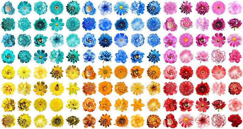 超现实主义的,自然,橙色,蓝色,红色,黄色,粉色,分离着色,一个物体,花