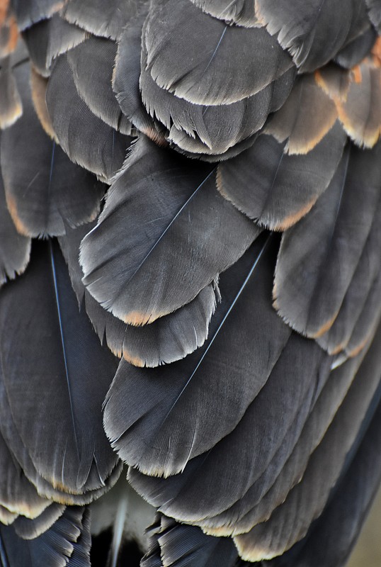 黑色,老鹰,翎毛,自然,垂直画幅,褐色,式样,美国,灰色,无人