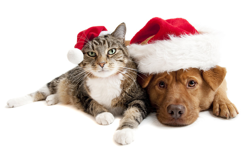 猫,狗,帽子,圣诞老公,宠物,节日,宠物服装,留白,水平画幅