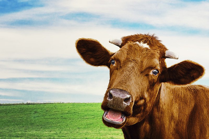 草地,可爱的,母牛,选择对焦,正面视角,留白,褐色,水平画幅,云,动物身体部位