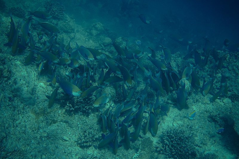 水下,马尔代夫,水,美,水平画幅,水肺潜水,形状,沙子,两只动物,夏天