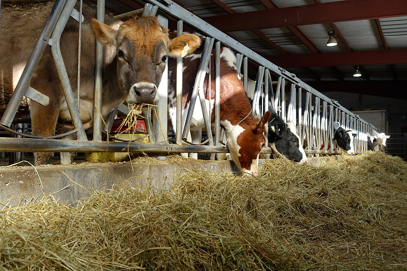 干草,谷仓,乳牛场,荷尔斯泰因,水平画幅,注视镜头,无人,两只动物,图像,乳牛