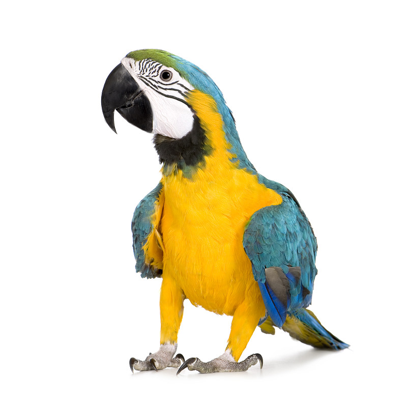 金刚鹦鹉,蓝黄金刚鹦鹉,蓝色,幼小动物,黄色,8到9个月,鹦鹉,长尾鹦鹉,模仿动物,注视镜头