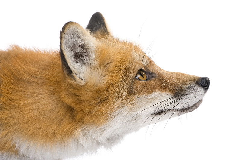 红狐,4岁到5岁,狐狸,野生动物,水平画幅,无人,白色背景,背景分离,特写,影棚拍摄
