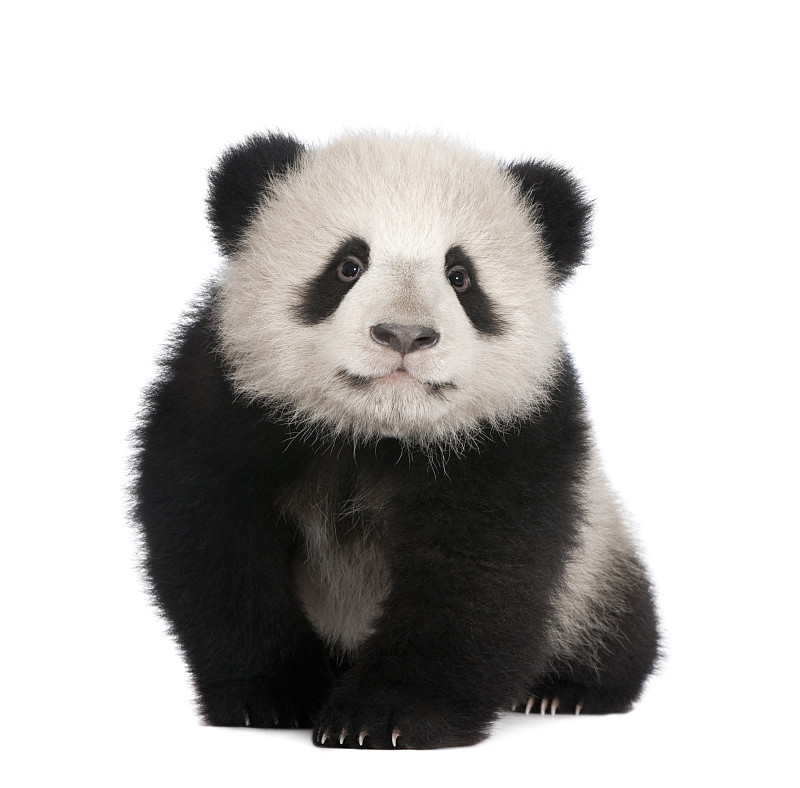 大熊猫,白色背景,数字6,月,过时的,熊猫,幼兽,幼小动物,小熊,野生动物