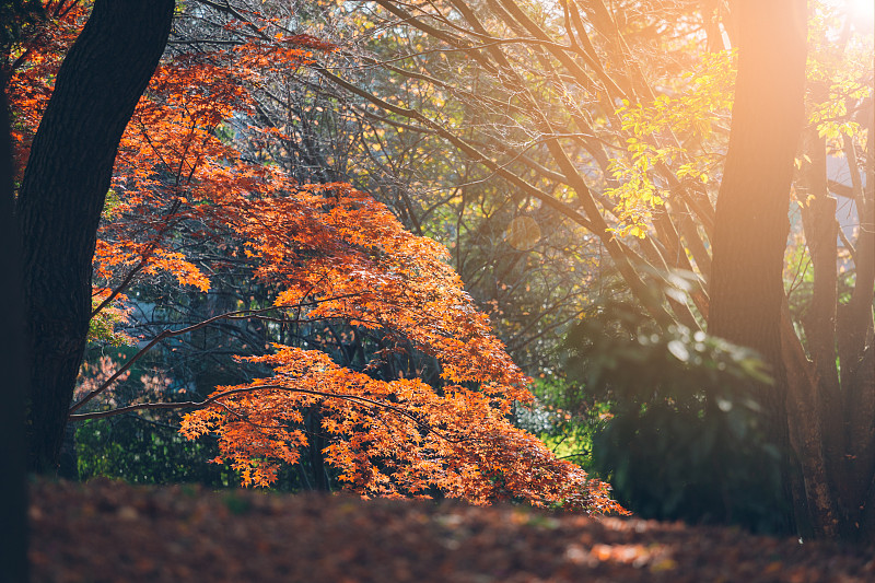 枫叶,秋天,日本,前景聚焦,活力,美,褐色,水平画幅,无人,户外