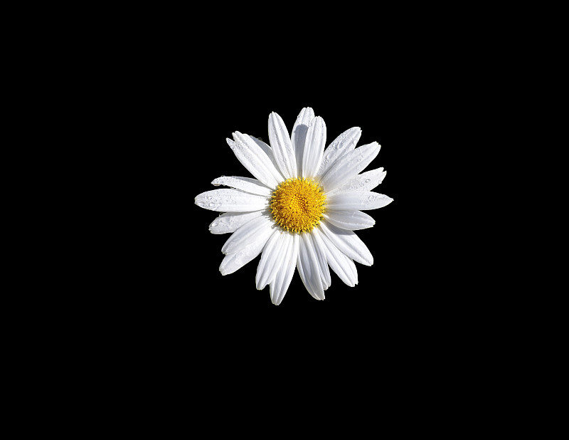 黑色背景,雏菊,水,美,水平画幅,无人,夏天,特写,白色,植物