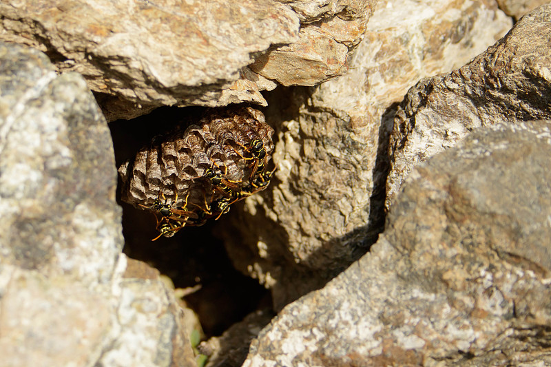 岩石,黄蜂,动物的巢,在之间,水平画幅,黄蜂巢,无人,动物习性,干的,特写