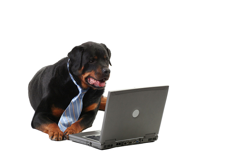 领带,狗,罗威纳犬,字节,电子邮件,电子商务,男商人,图像,安全,白色
