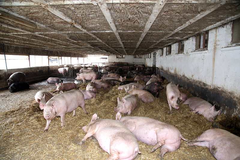 谷仓,大母猪,干草,水平画幅,家猪,膳食,户外,熏猪肉,肉,猪舍