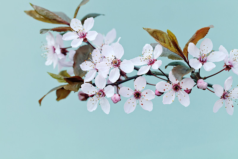 樱桃树,背景,春天,樱之花,传统庆典,樱桃,spa美容,风景,芳香疗法,清新