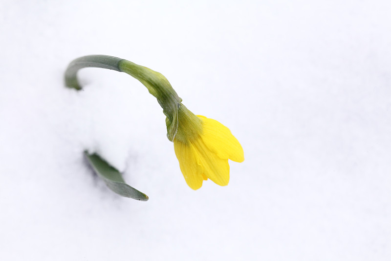 水仙花,黄色,水平画幅,彩色图片,冬天,雪,无人,英国,园林,户外