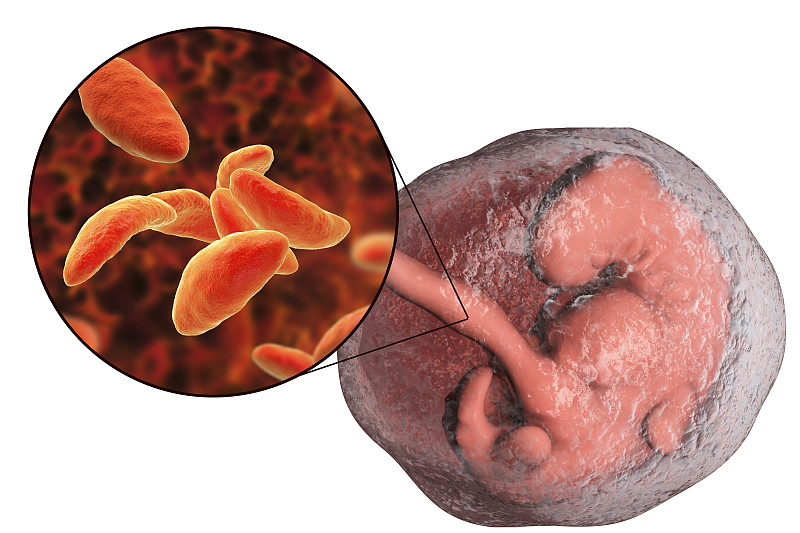 胎儿,概念,刚地弓形虫,寄生的,健康保健,机敏,细胞核,水平画幅,动物内脏,胚胎