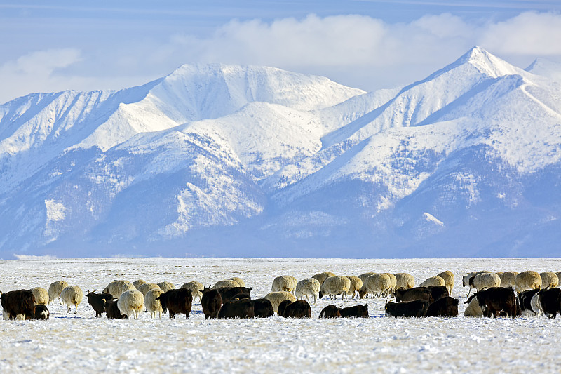 冬天,兽群,山脉,食草,山羊,绵羊,天空,水平画幅,雪,无人