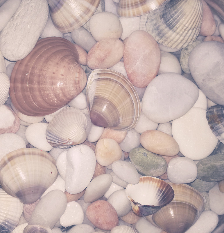 贝壳,石头,垂直画幅,水,美,沙子,鲍鱼,无人,软体动物,纪念品
