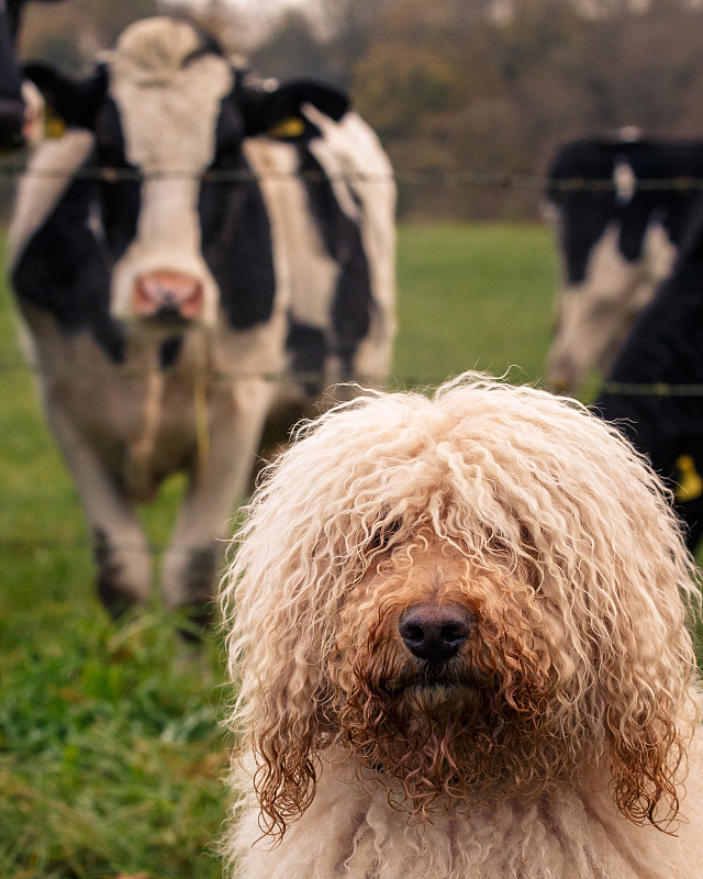 母牛,田地,拉布拉多贵宾犬,垂直画幅,头发,湿,英格兰,户外,草,宠物