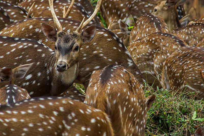 轴鹿,野外动物,最大长度,母鹿,小鹿,拉贾斯坦邦,雄鹿,鹿角,鹿科,鹿