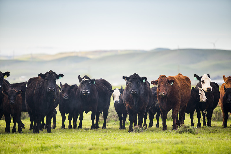 肉牛,巨大的,大农场,使用煤气或电的厨具,天空,牲畜标签,水平画幅,注视镜头,野外动物,夏天