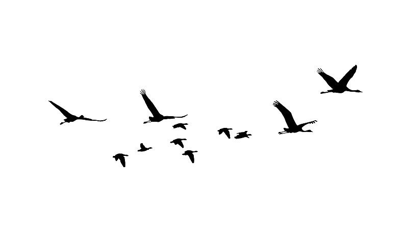 鹤,白额雁,动物迁徙,雁属,大群动物,鸟类,一群鸟,观鸟,水平画幅,绘画插图