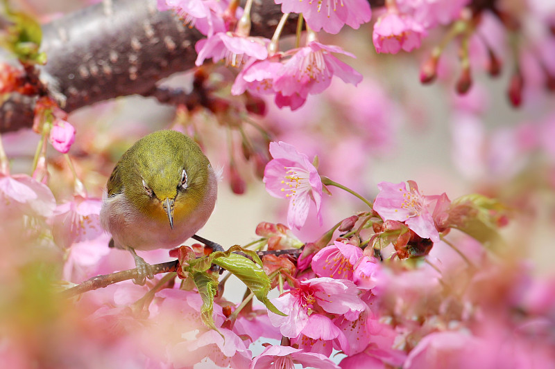 鸟类,樱之花,海角白眼鸟,麻雀,动物斑纹,仅一朵花,樱桃树,野外动物,樱花,樱桃