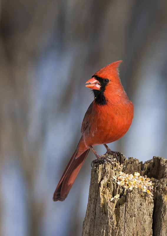 北美红鸟,垂直画幅,美,贺卡,雪,无人,鸟类,光,明亮