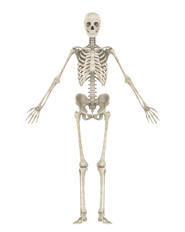 人类骨架,分离着色,垂直画幅,正面视角,股骨,腿骨,绘画插图,脊柱,科学