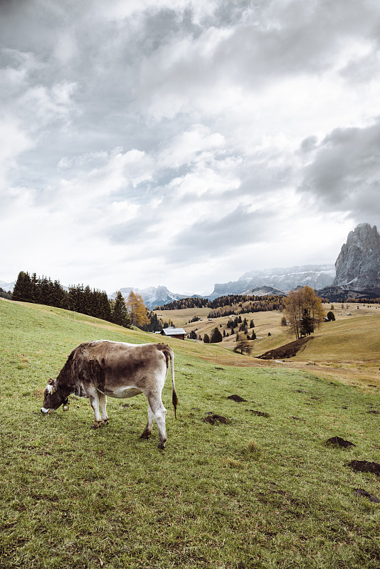 风景,母牛,上阿迪杰,垂直画幅,草,乳牛,盖思勒格鲁皮峰,乳牛场,城镇,著名景点