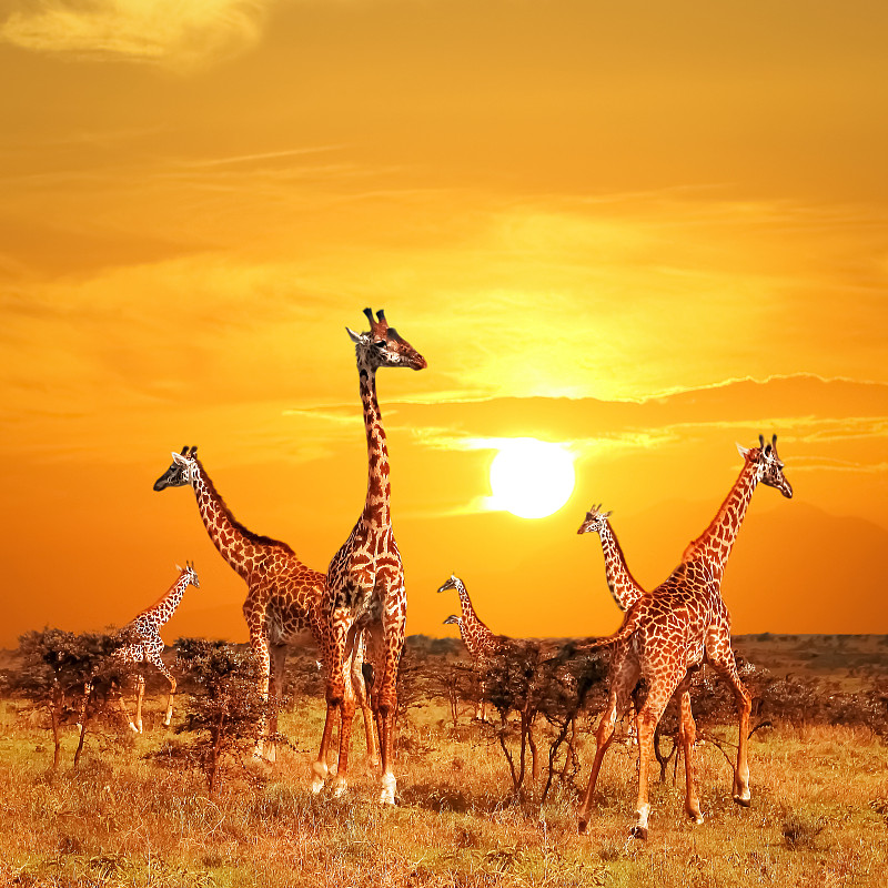坦桑尼亚,长颈鹿,萨凡纳港市,非洲,兽群,背景,马赛人,肯尼亚,自然保护区,大群动物