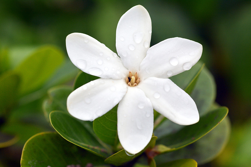 库克群岛,国内著名景点,毛利人,美,栀子花,芳香的,水平画幅,栀子,无人,南太平洋